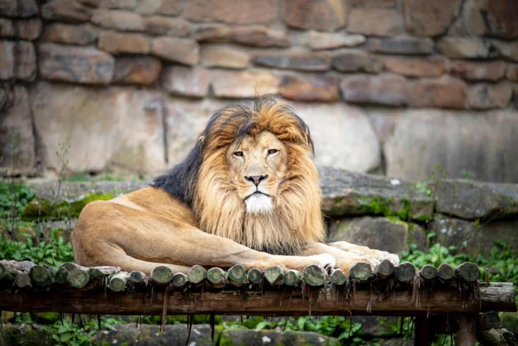 Zoo Norimberk